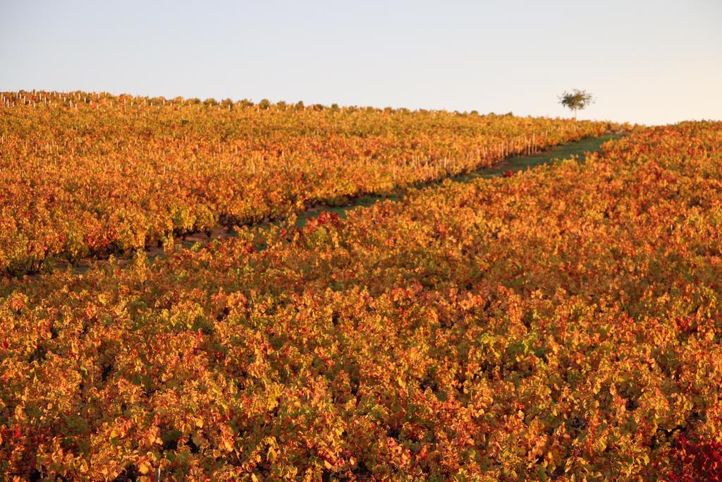 Régnié Les Glycines - Domaine Gilles Coperet Bed & Breakfast エクステリア 写真